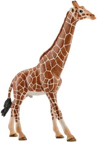 Girafe mâle