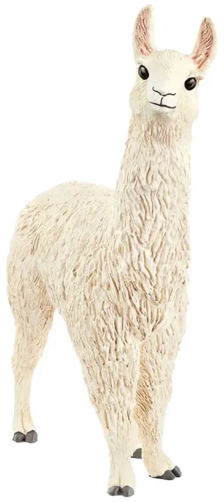 Lama