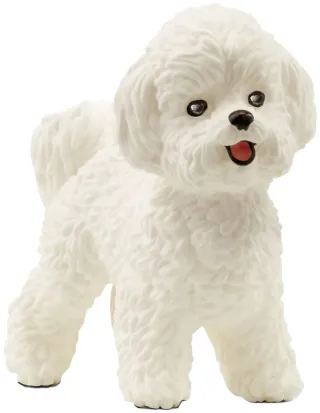 Bichon Frisé