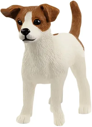 Jack Russell terrier
