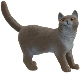 British shorthair