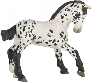 Poulain Appaloosa noir