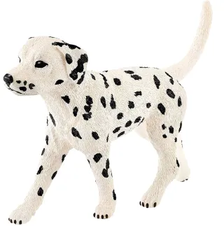 Dalmatien mâle