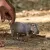 Schleich Wild Life 14814 : Hippopotame