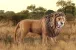 Schleich Wild Life 14726 : Lion rugissant