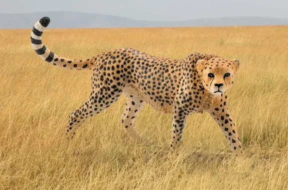 Schleich Wild Life 14746 : Guépard femelle