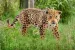 Schleich Wild Life 14769 : Jaguar