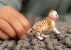 Schleich Wild Life 14866 : Bébé Guépard