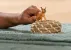 Schleich Wild Life 14868 : Jeune Caracal