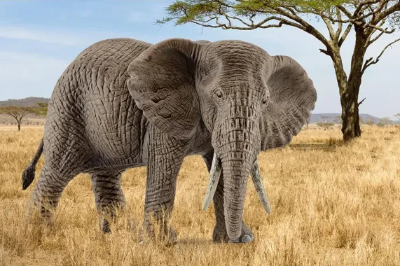 Schleich Wild Life 14761 : Éléphant d&#039;Afrique femelle