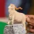 Schleich Farm World 13970 : Bouc Angora