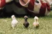 Schleich Farm World 42574 : Trio de poules