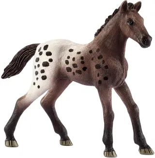 Poulain Appaloosa