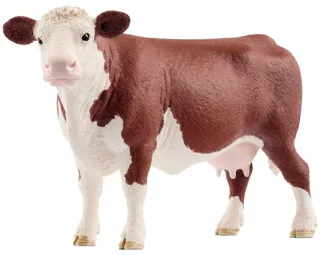 Vache Hereford