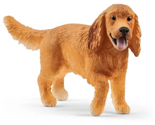 Cocker spaniel anglais