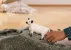 Schleich Farm World 13960 : Vache Galloway