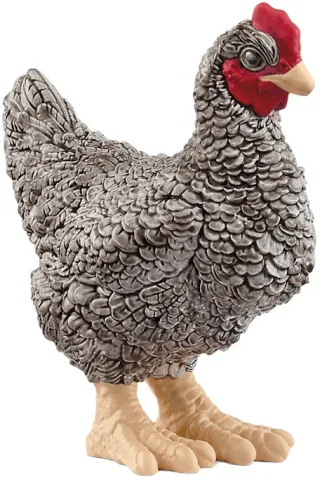 Poule Plymouth Rock