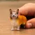 Schleich Farm World 13999 : Chien Welsh Corgi