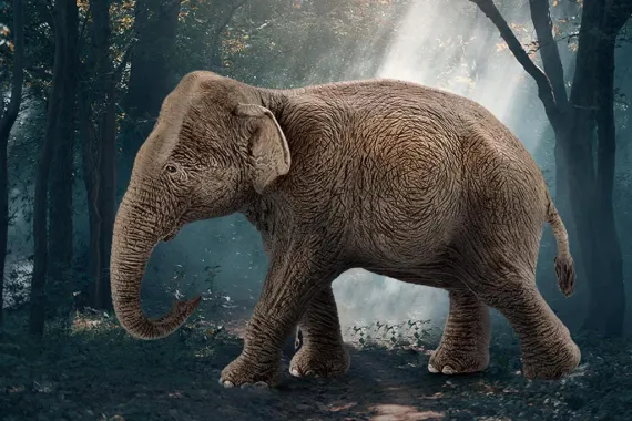 Schleich Wild Life 14753 : Eléphant d’Asie, femelle