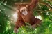 Schleich Wild Life 14775 : Orang-outan, femelle