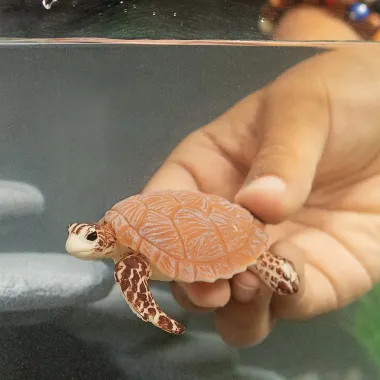 Schleich Wild Life 14876 : Tortue de mer