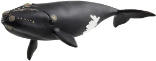 Baleine de l&#039;Atlantique