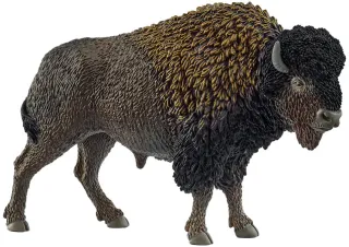 Bison