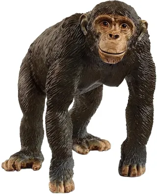 Chimpanzé