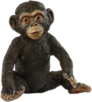 Jeune Chimpanzé