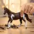 Schleich Horse Club 14901 : Jument Paint Horse