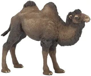 Chameau de Bactriane