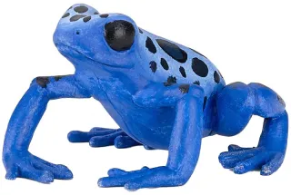 Grenouille équatoriale bleue