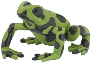 Grenouille équatoriale verte