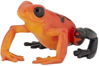 Grenouille équatoriale rouge