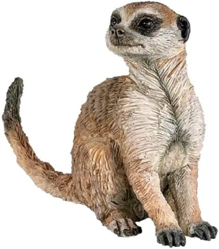 Suricate Assis