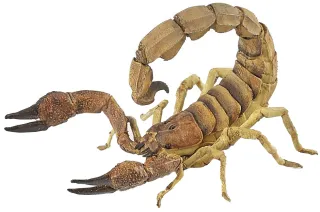 Scorpion