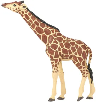 Girafe tête levée