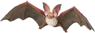 Chauve-souris