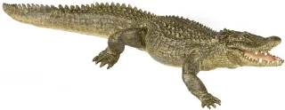 Alligator