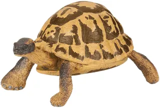 Tortue d&#039;Hermann