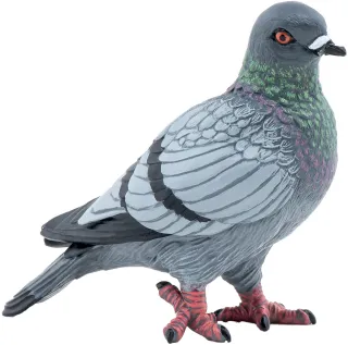 Pigeon