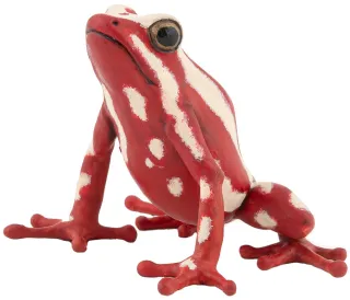 Grenouille flèche tricolore