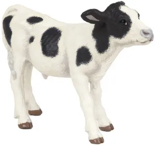 Veau noir et blanc