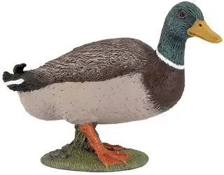 Canard colvert