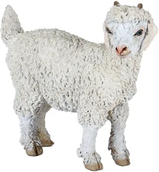 Chevreau angora
