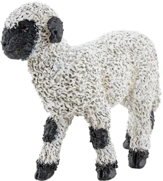 Agneau nez noir du Valais