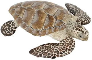 Tortue caouanne