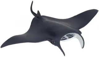Raie manta