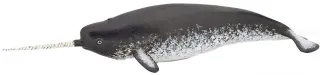 Narval