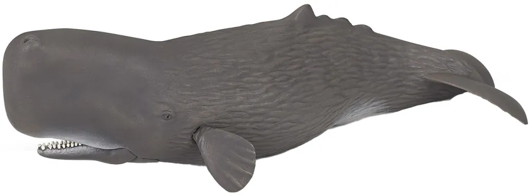 Papo L&#039;univers marin 56036 : Cachalot